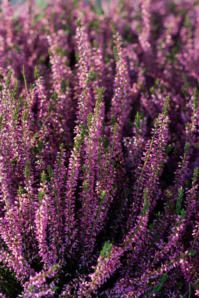 Bruyère ou calluna, à longue floraison décorative 