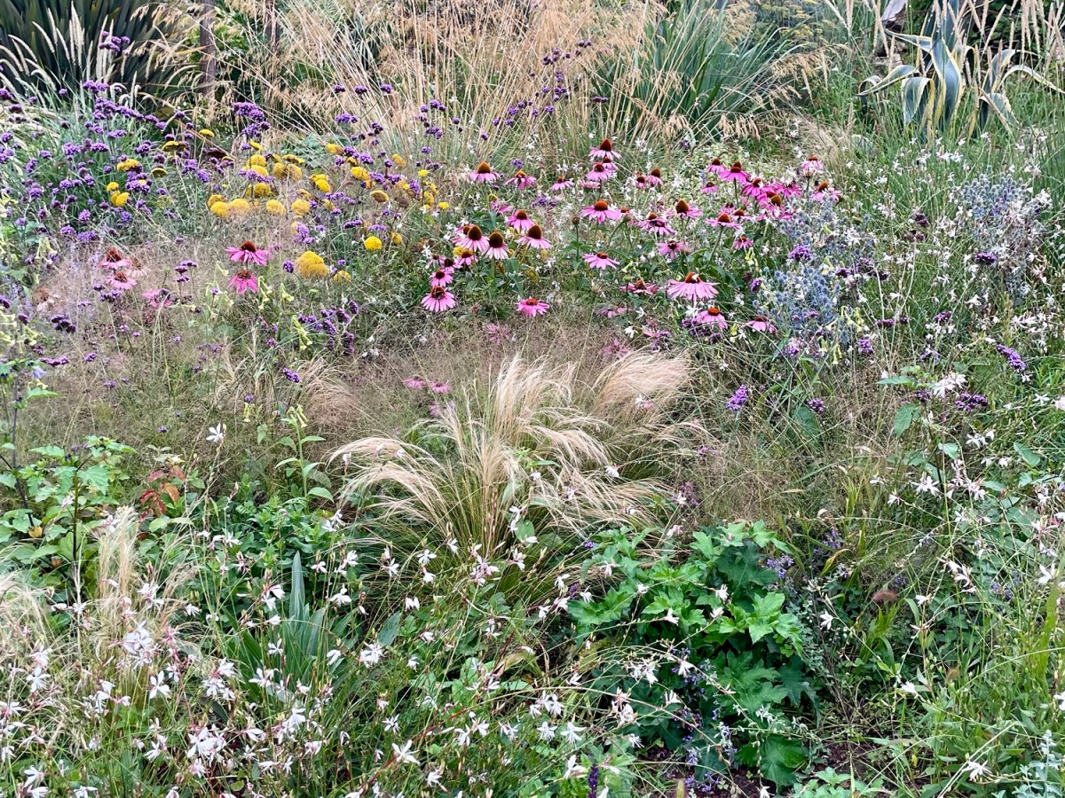 🌿 Pourquoi aménager un massif fleuri économe en eau&nbsp;?