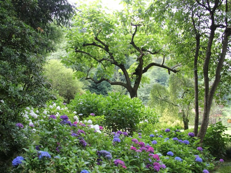 🌿 Comment les plantes et les arbres rafraîchissent l’air : le pouvoir des îlots de fraîcheur&nbsp;végétalisés