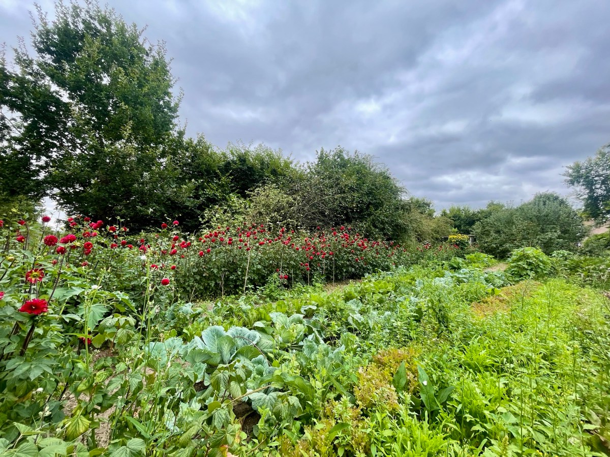 Quels sont les bénéfices de la Permaculture dans la biodiversité&nbsp;?