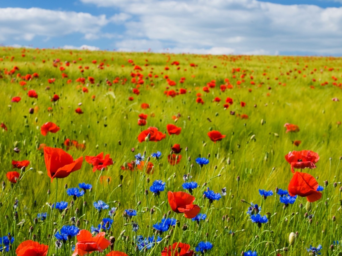 🌿 Non, les jardiniers ne sont pas en grève : ils respectent juste le cycle naturel de la vie&nbsp;!