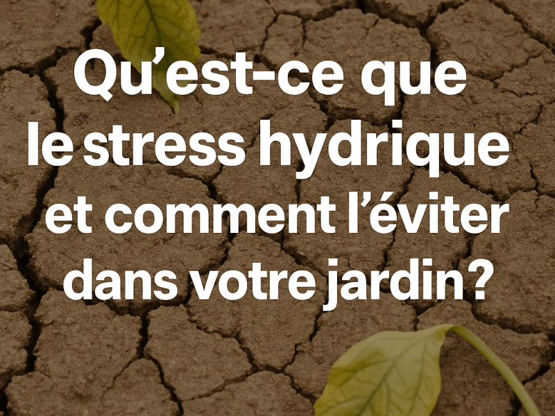 Qu’est-ce que le stress hydrique et comment l’éviter dans votre jardin&nbsp;?