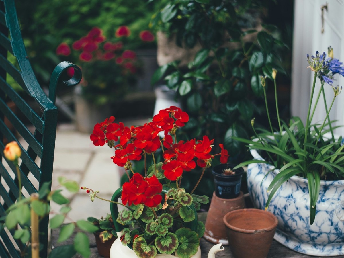 🌿 Comment garder ses plantes en bonne santé pendant les vacances&nbsp;?