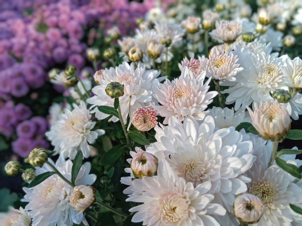 Chrysanthèmes doubles ou pomponnettes