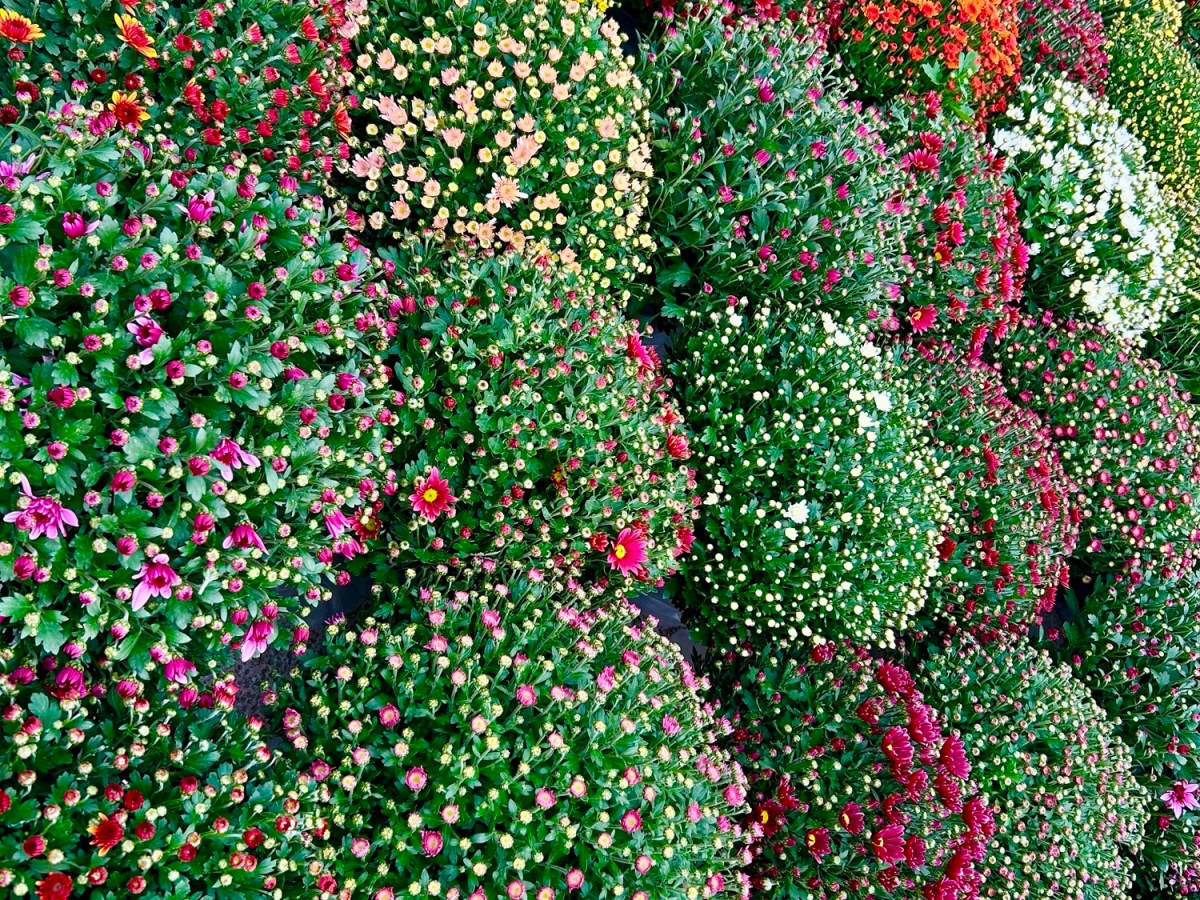 🌸 La Toussaint approche, mais d’où vient cette tradition? Découvrez l’histoire et les&nbsp;fleurs du souvenir à travers le&nbsp;monde.&nbsp;